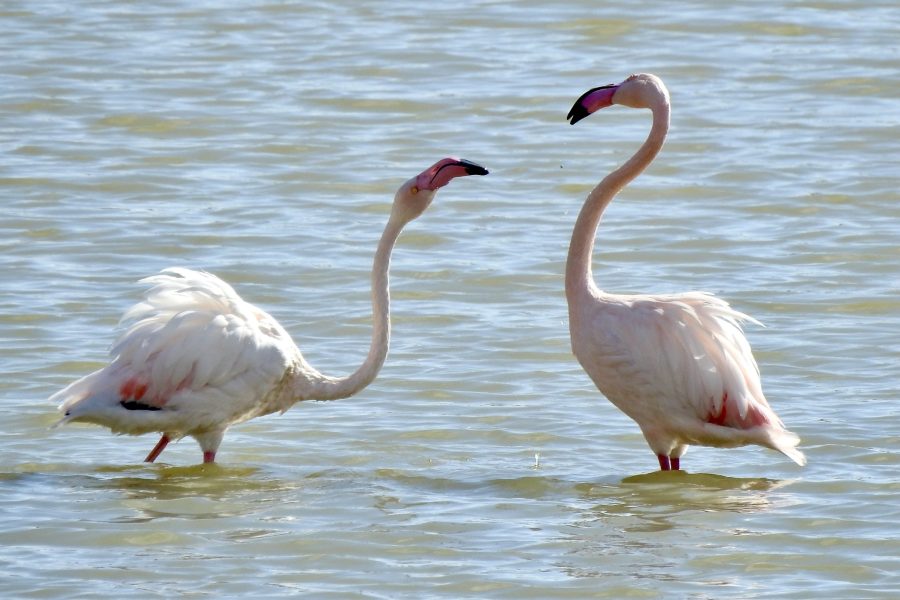 Szigettúra és Flamingó les